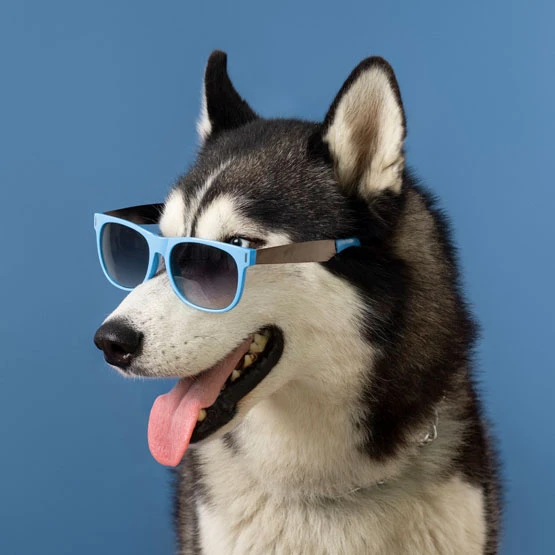 Requirements for<br />
Doggy Daycare 