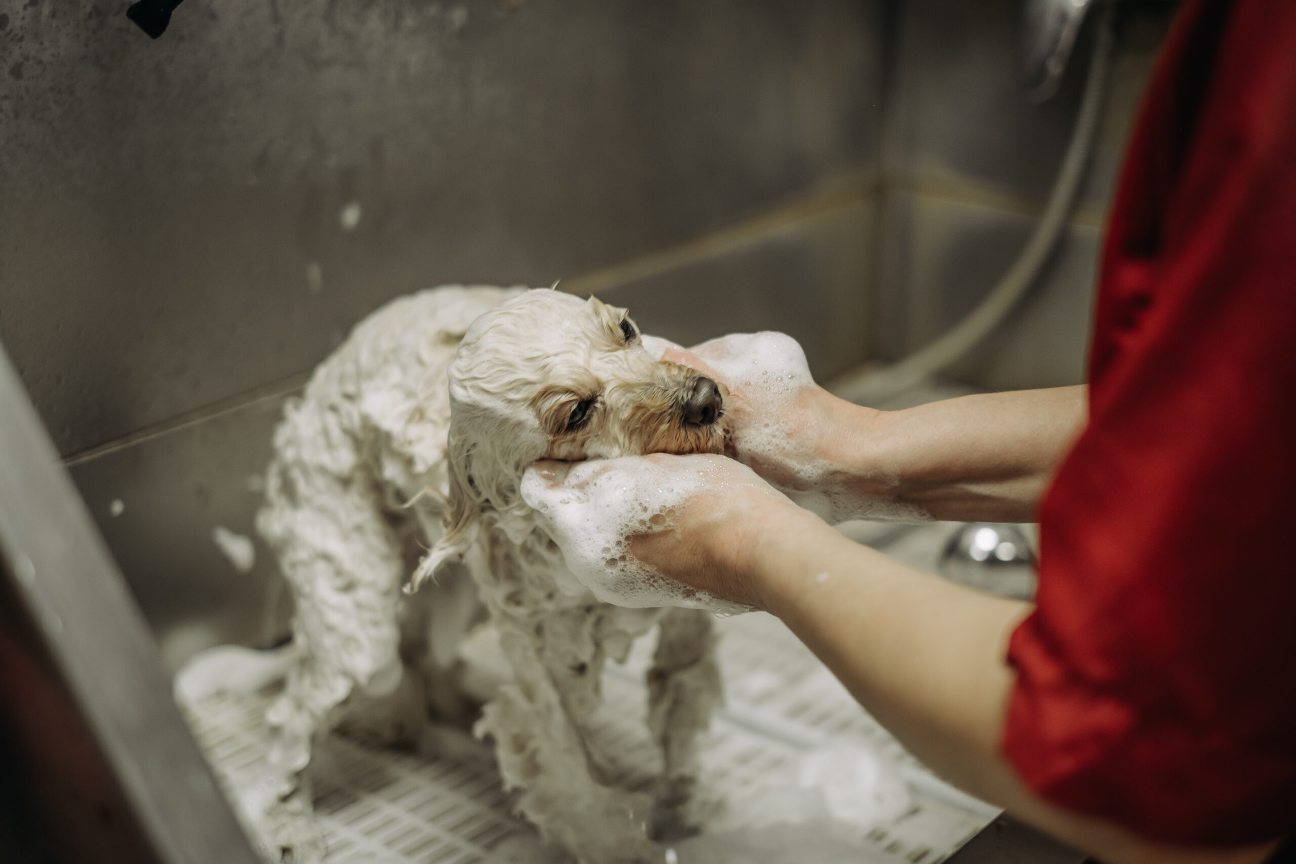 Washing a toy poodle before a haircut at a professional hairdresser. Washing a dog before a haircut Daily Rotation<br />
Schedule