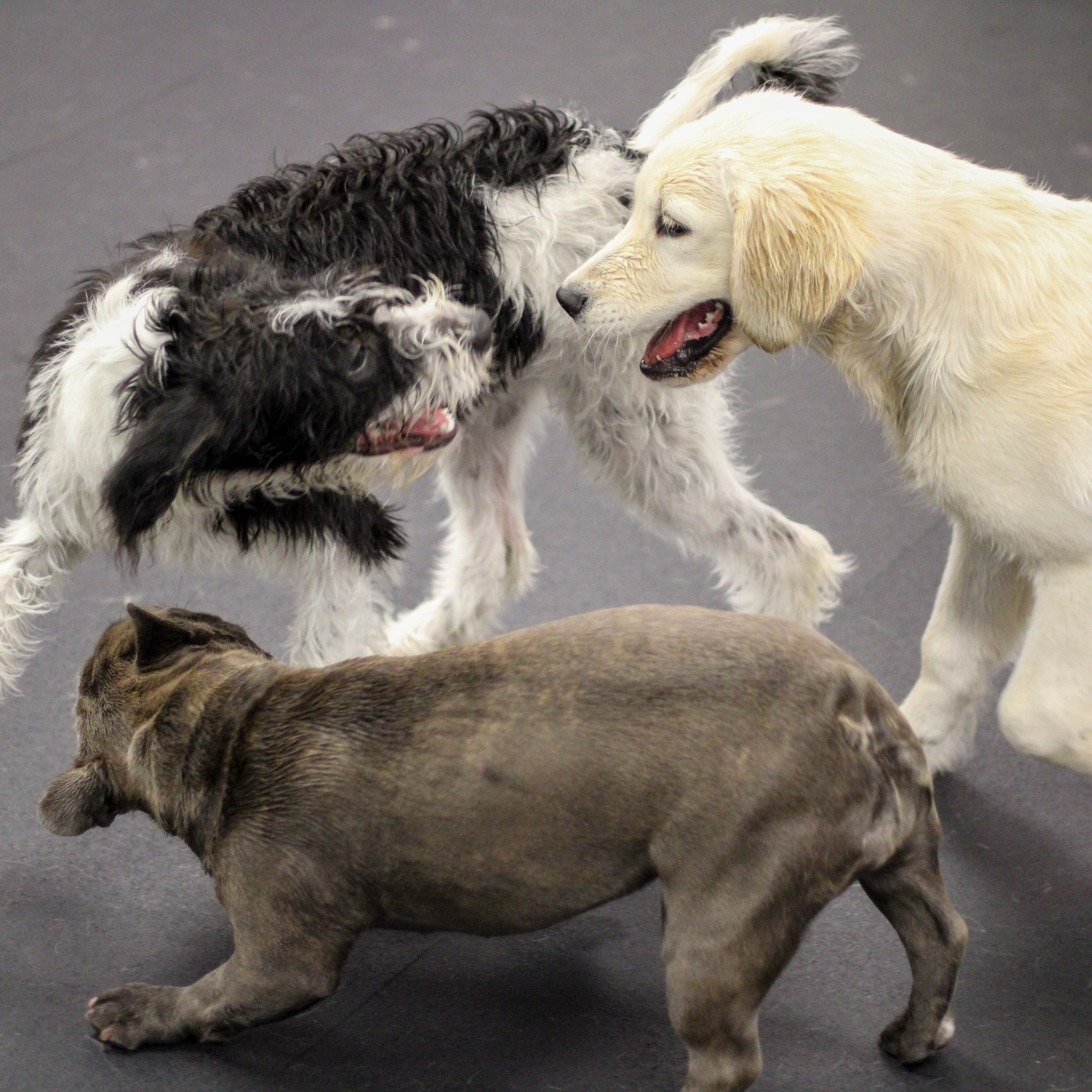 The Pup Camp