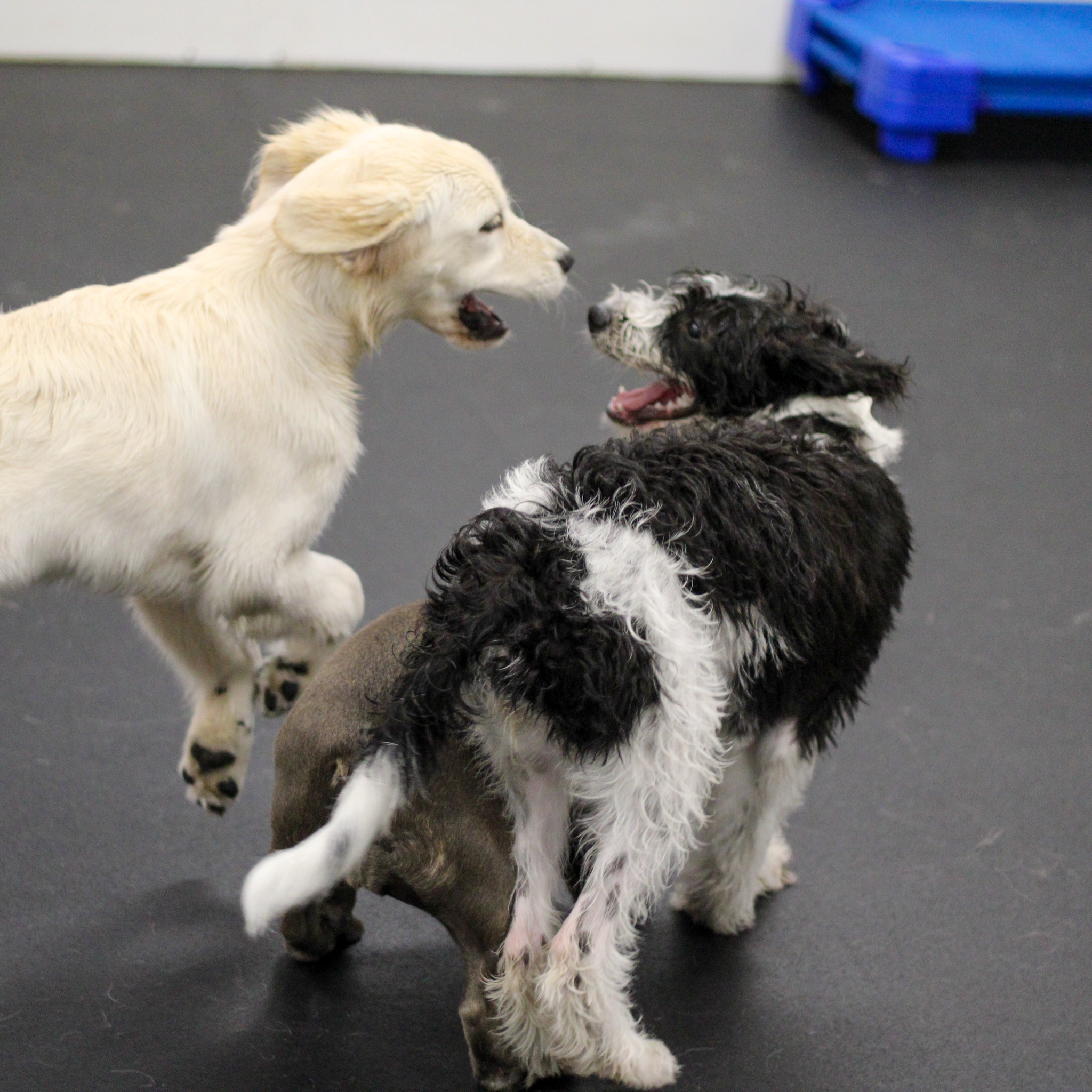 Requirements for<br />
Doggy Daycare 